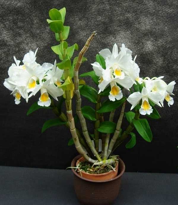 Lan chuỗi ngọc trắng